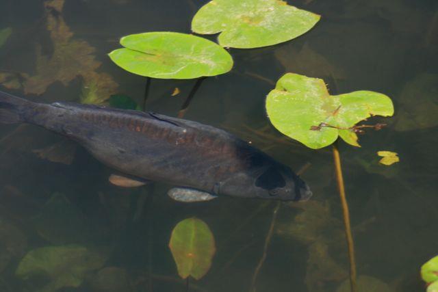 crapi - fishing-for-carp.jpg